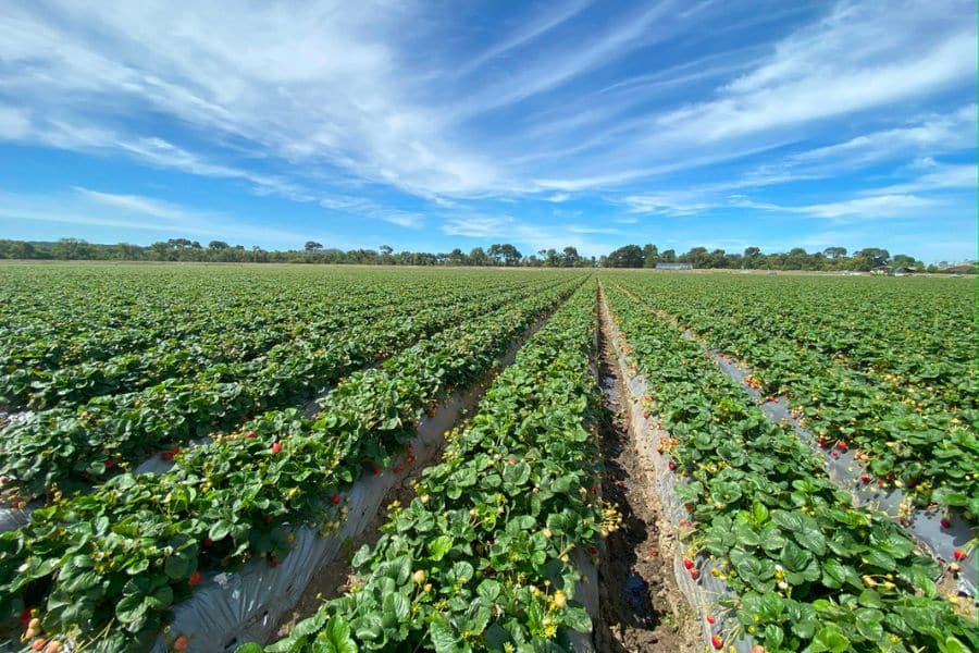 Healthy-Strawberry-Field-in-California