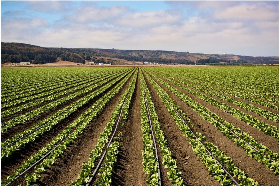 Vegetables-and-Drip-Lines