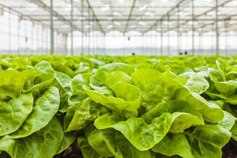 Lettuce-growing-in-greenhouse