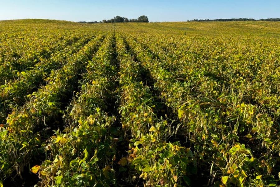 organic-edible-beans-before-harvest